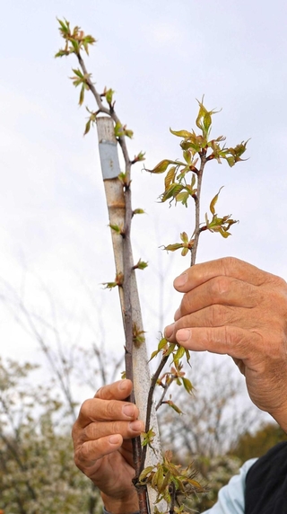 樹木医・志方清広さんの手で育てられている後継樹＝加西市国正町