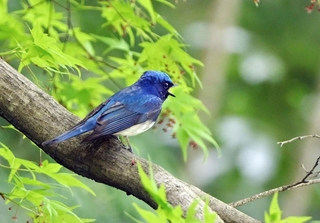 新緑に瑠璃色が映えるオオルリ＝神戸市中央区の再度山