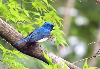 新緑に瑠璃色が映えるオオルリ＝神戸市中央区の再度山