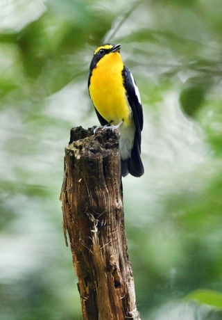 六甲山系に飛来した夏鳥のキビタキ＝神戸市中央区の再度山