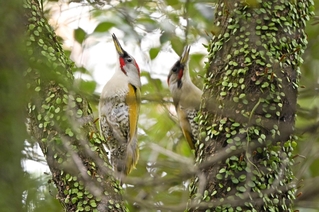 ペアで木につかまるアオゲラ。夏鳥以外にも多彩な鳥を観察できる＝神戸市中央区の再度山