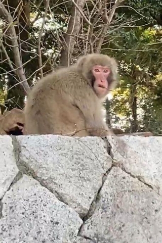 神戸市兵庫区の会下山公園に出没したサル＝２０２６年３月５日（神戸市提供）