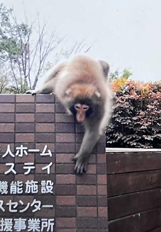 神戸市内で目撃情報が相次ぐサル＝２０２５年１１月５日（神戸市提供）