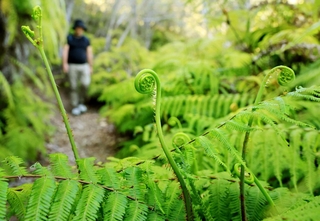 くるくると渦巻き状の新芽を伸ばすウラジロ＝神戸市北区山田町衝原