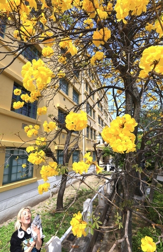 鮮やかな黄色い花を咲かせるイペ＝２１日午後、神戸市中央区山本通３