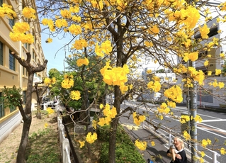 鮮やかな黄色い花を咲かせるイペ＝２１日午後、神戸市中央区山本通３