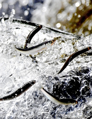 川をさかのぼる稚アユ＝姫路市余部区