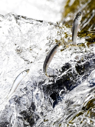 川をさかのぼる稚アユ＝姫路市余部区