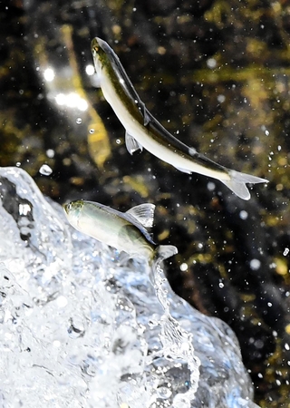 川をさかのぼる稚アユ＝姫路市余部区