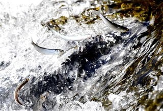 川をさかのぼる稚アユ＝姫路市余部区