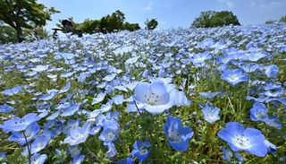 丘を空色に染めるネモフィラ＝神戸市西区押部谷町高和