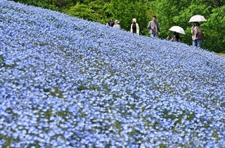 丘を空色に染めるネモフィラ＝神戸市西区押部谷町高和
