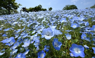 丘を空色に染めるネモフィラ＝２８日午前、神戸市西区押部谷町高和