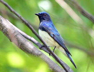 尼崎の臨海部で羽を休めるオオルリ＝２６日、尼崎市扇町、尼崎の森中央緑地