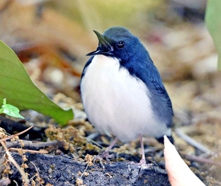 芦屋に飛来したコルリ。木陰で羽を休め、大きく口をあけてあくびをするような仕草がみられた＝２６日、芦屋市陽光町、ミラタップパーク芦屋（芦屋市総合公園）
