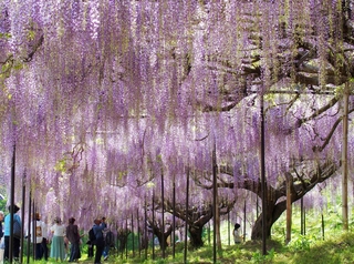 頭上を淡い紫色に染め上げるフジ棚＝丹波市市島町・白毫寺