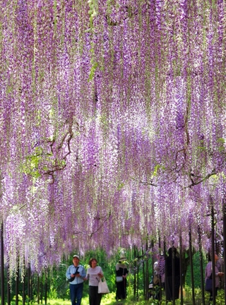 頭上を淡い紫色に染め上げるフジ棚＝28日午後、丹波市市島町・白毫寺