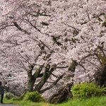 陽気に誘われ一気に花開いた黒井川沿いの桜並木。河川工事によって近い将来姿を消す＝丹波市春日町黒井
