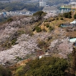 神戸市西部のまち並みを背に淡いピンク色で山を彩る桜＝神戸市須磨区西須磨から垂水区塩屋町を望む