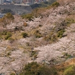 淡いピンク色で山を彩る桜＝神戸市垂水区塩屋町（撮影・吉田敦史）