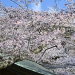 境内を彩るサクラ＝淡路市佐野、円城寺