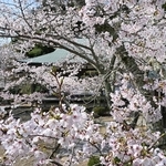 境内を彩るサクラ＝淡路市佐野、円城寺