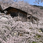 境内を彩るサクラ＝淡路市佐野、円城寺