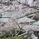 境内を華やかに飾るサクラ＝２日午前、淡路市佐野、円城寺