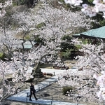 境内を華やかに飾るサクラ＝淡路市佐野、円城寺