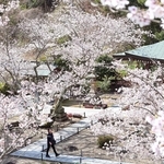 境内を華やかに飾るサクラ＝淡路市佐野、円城寺