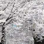 満開となった通称「桜のトンネル」のソメイヨシノ＝３日午後、神戸市灘区