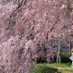 立派に咲き誇るシダレザクラ＝加東市、千鳥川桜堤公園