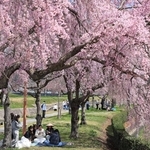 立派に咲き誇るシダレザクラ＝加東市、千鳥川桜堤公園