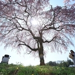 立派に咲き誇るシダレザクラ＝加東市、千鳥川桜堤公園