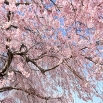 立派に咲き誇るシダレザクラ＝加東市、千鳥川桜堤公園