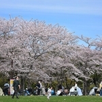 青空の下、花見客でにぎわう芝生広場＝５日午前、神戸市北区のしあわせの村
