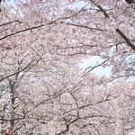 花見客でにぎわう芝生広場＝５日午前、神戸市北区のしあわせの村