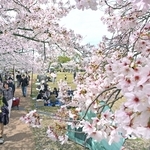 花見客でにぎわう芝生広場＝５日午前、神戸市北区のしあわせの村