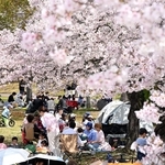 花見客でにぎわう芝生広場＝５日午前、神戸市北区のしあわせの村