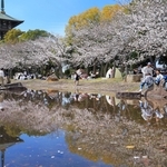水面に映り込む桜。温かな陽気の下、家族連れらでにぎわった＝兵庫県播磨町上野添２、野添北公園