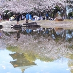 水面に映り込む桜。家族連れらでにぎわった＝兵庫県播磨町上野添２、野添北公園（撮影・吉田敦史）