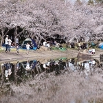 水面に映り込む桜。家族連れらでにぎわった＝兵庫県播磨町上野添２、野添北公園（撮影・吉田敦史）