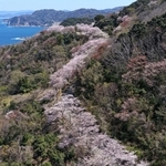 但馬漁火ラインに沿って連なる桜＝８日午後、豊岡市竹野町田久日（ドローンで撮影）