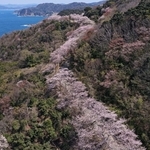 但馬漁火ラインに沿って連なる桜＝８日午後、豊岡市竹野町田久日（ドローンで撮影）