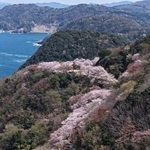 但馬漁火ラインに沿って連なる桜＝８日午後、豊岡市竹野町田久日（ドローンで撮影）