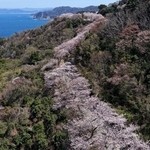 但馬漁火ラインに沿って連なる桜＝８日午後、豊岡市竹野町田久日（ドローンで撮影）