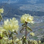 山上でレモン色の花を咲かせるヒカゲツツジ＝丹波市・向山連山から丹波市氷上町を望む