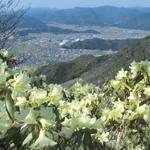 山上でレモン色の花を咲かせるヒカゲツツジ＝丹波市・向山連山から丹波市氷上町を望む
