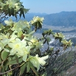 山上でレモン色の花を咲かせるヒカゲツツジ＝丹波市・向山連山から丹波市氷上町を望む