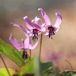 可憐な花を咲かせるカタクリ＝神戸市灘区六甲山町、六甲高山植物園